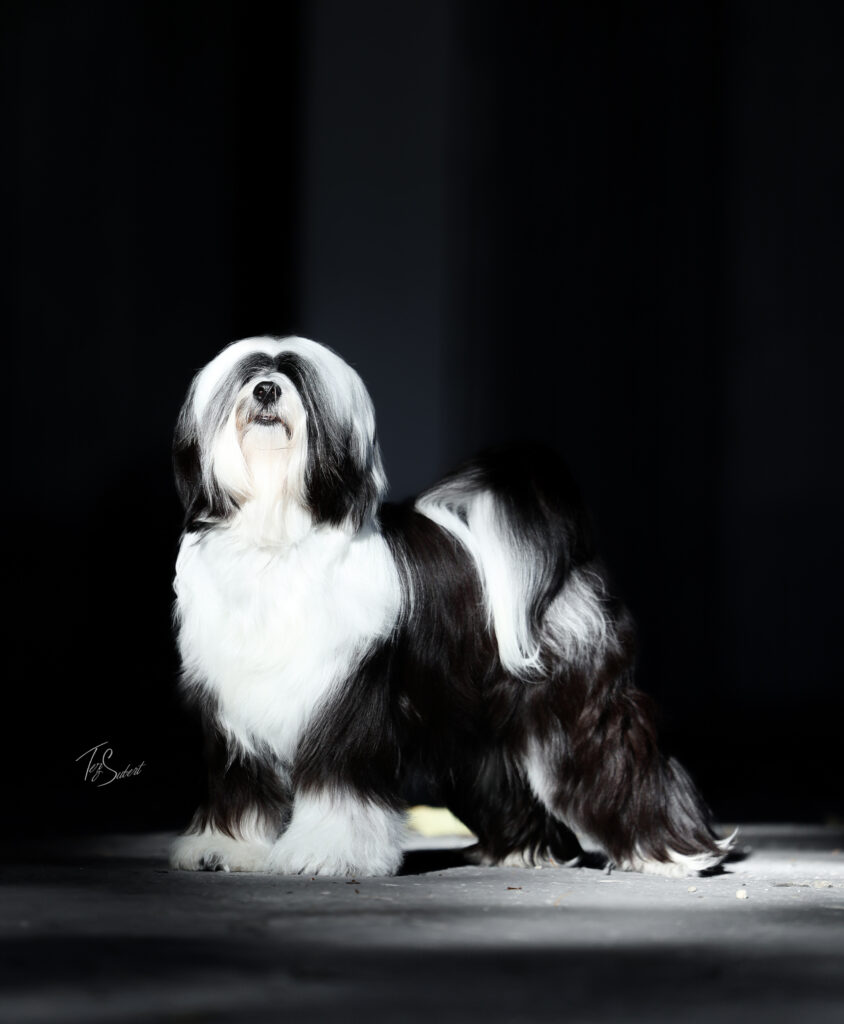 tibetan terrier arya