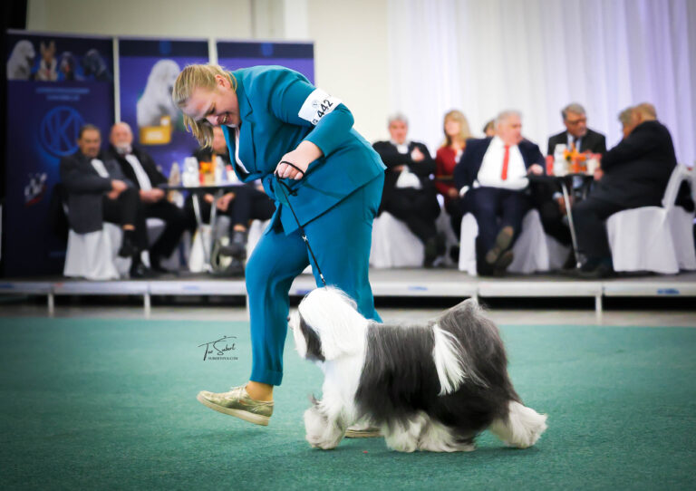 tibetan terrier tibetský teriér tibetsky terier way to rock kennel steniatka šteniatka fci skj arya rocky