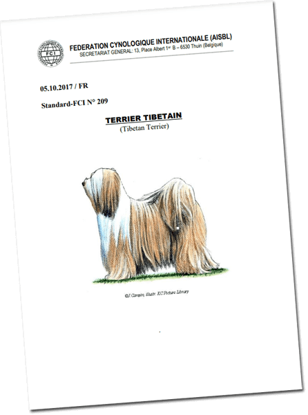 tibetan terrier tibetský teriér tibetsky terier way to rock kennel steniatka šteniatka fci skj